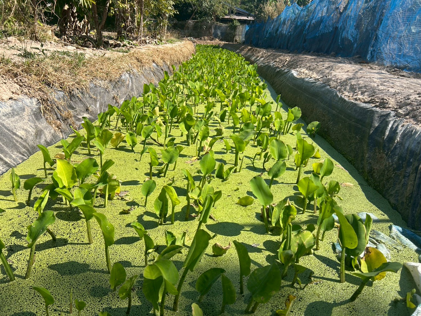 title - ส.ป.ก.ยโสธร ตรวจเยี่ยมเกษตรกรกลุ่มแปลงใหญ่สมุนไพรและเกษตรกรวิสาหกิจชุมชนแปรรูปข้าวเกษตรอินทรีย์บ้านโนนยาง ในเขตปฏิรูปที่ดิน ในพื้นที่ตำบลคำน้ำสร้าง และตำบลกำแมด อำเภอกุดชุม จังหวัดยโสธร 
